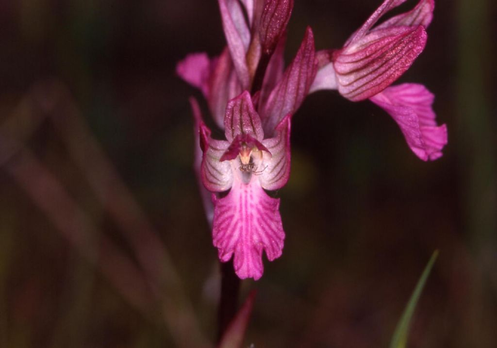 Anacamptis papilionacea